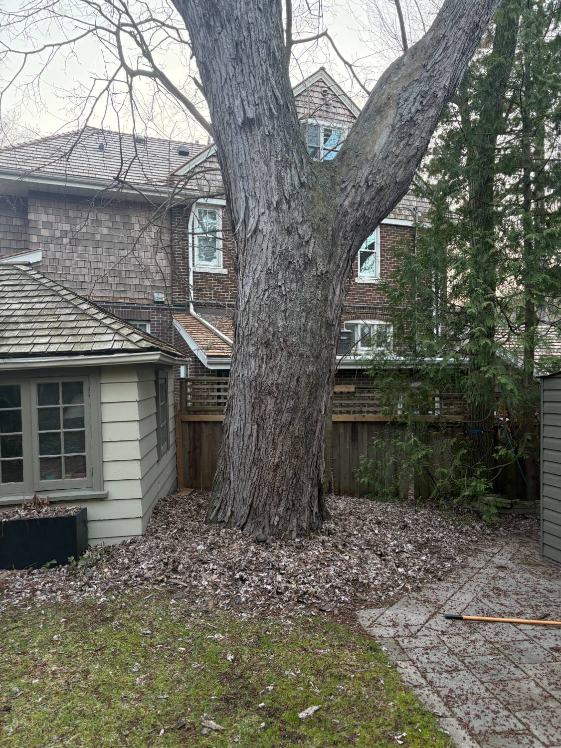 Before yard cleanup